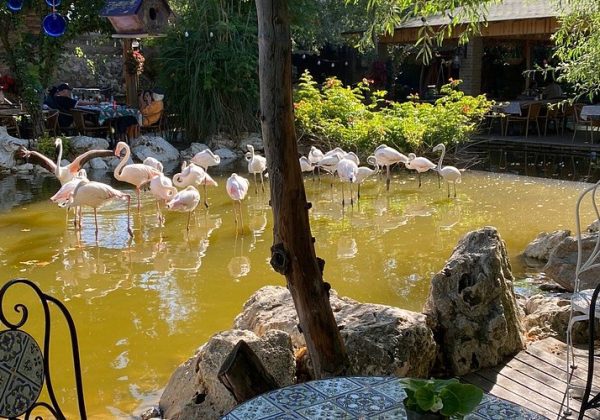 Flamingoköy İstanbul Kahvaltı Turu